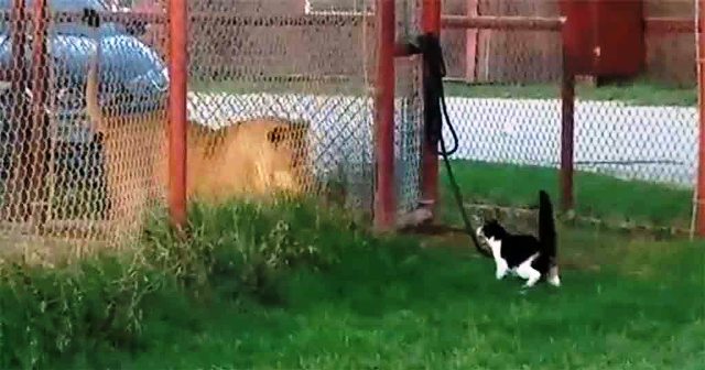 Παρακολουθήστε μια θαρραλέα γάτα να προκαλεί σε μονομαχία ένα λιοντάρι
