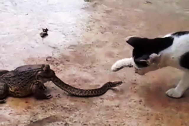 Γάτα παλεύει με βάτραχο ο οποίος καταβροχθίζει ένα φίδι. Ένα περίεργο Βίντεο.