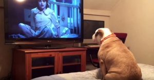 Βιντεοσκοπεί τον Σκύλο της την ώρα που βλέπει θρίλερ. Προσέξτε τώρα ΠΩΣ αντιδράει στις Τρομακτικές Σκηνές!