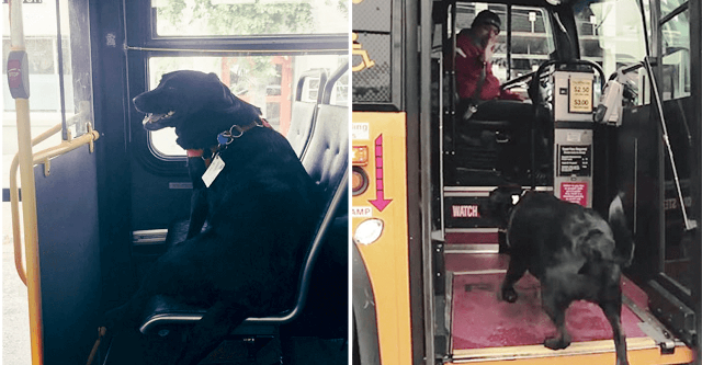Ο Σκύλος που παίρνει μόνος του κάθε μέρα το λεωφορείο για να πάει βόλτα στο πάρκο. (Βίντεο)