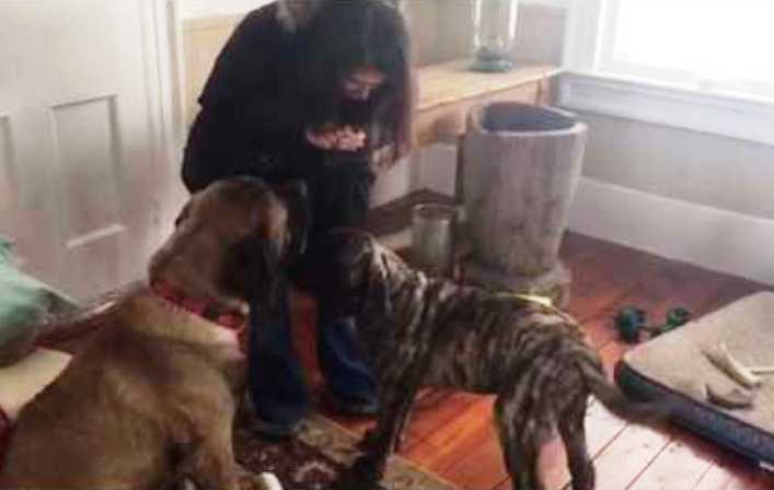 Αυτός ο σκύλος εκπαιδεύει έναν άλλο Σκύλο να… (Βίντεο)