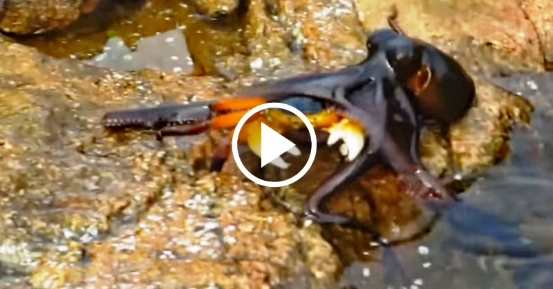 Η συγκλονιστική στιγμή που χταπόδι βγαίνει από το νερό για να αρπάξει ένα καβούρι. Δείτε το σπάνιο βίντεο!
