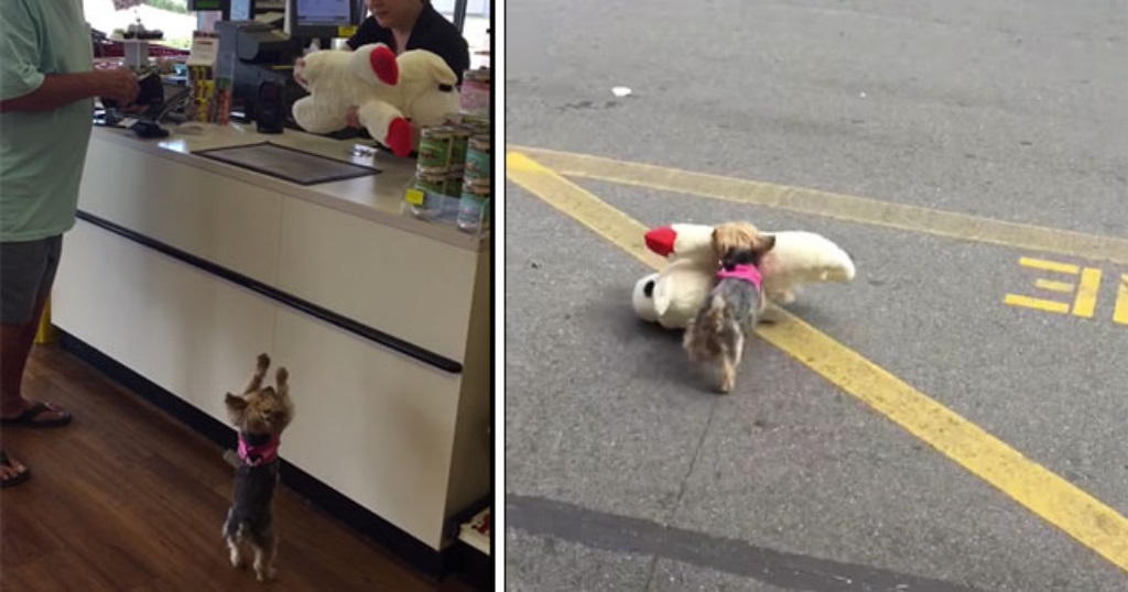 Μικροσκοπικός σκύλος διαλέγει το μεγαλύτερο λούτρινο του μαγαζιού και ξετρελαίνει το διαδίκτυο