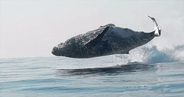 Φάλαινα 40 τόνων πηδάει ολόκληρη έξω από το νερό με τόση άνεση σαν να είναι δελφίνι