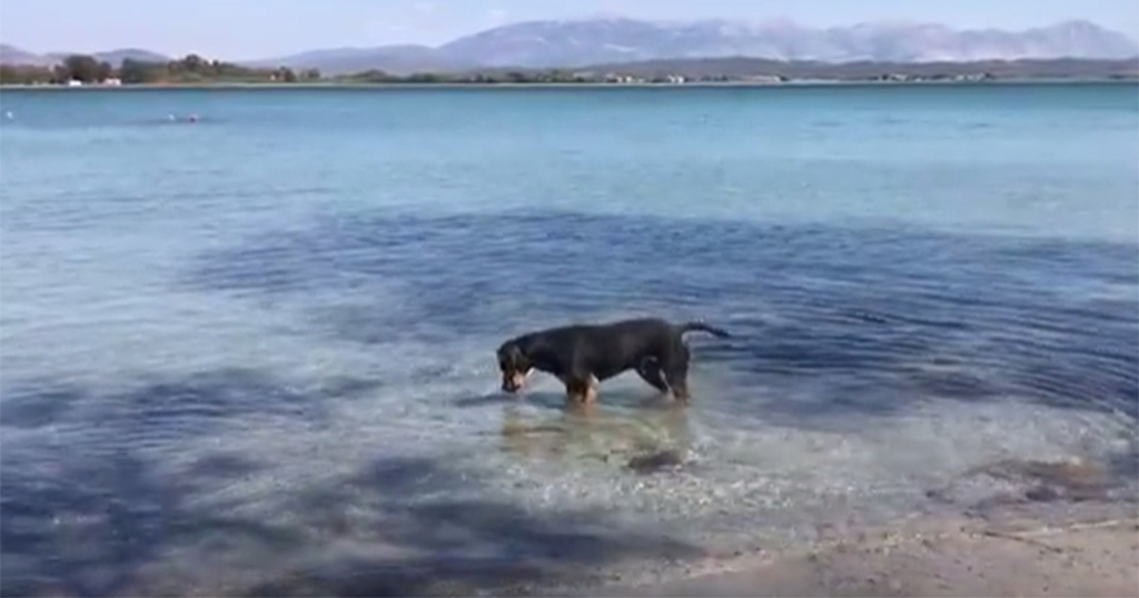 Σκύλος στην Πρέβεζα «τρέλανε» το διαδίκτυο ψαρεύοντας
