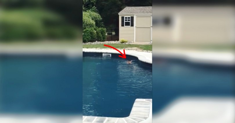 Είδε ένα παράξενο πλάσμα να κολυμπάει στην πισίνα της. Όταν κατάλαβε ότι δεν ήταν σκύλος, άρπαξε αμέσως την κάμερα…