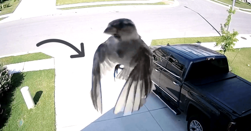 Αυτό το πουλάκι που μοιάζει να επιπλέει στον αέρα έχει τρελάνει ολόκληρο το ίντερνετ (Video)