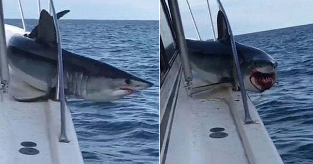 Η στιγμή που καρχαρίας πηδάει πάνω σε σκάφος και προκαλεί πανικό στο πλήρωμα
