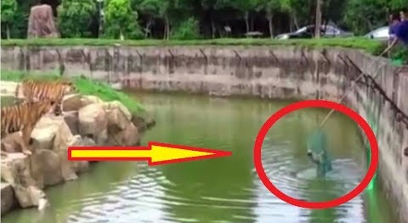 Σκύλος γλίστρησε και έπεσε μέσα σε λίμνη με τίγρεις την ώρα που τους τάιζαν οι υπάλληλοι (βίντεο)