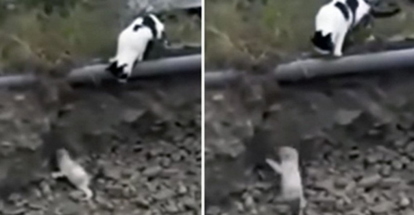 Η Απίστευτη Στιγμή που ατρόμητη Γάτα σώζει παγιδευμένο Σκυλάκι από βέβαιο Θάνατο. Δείτε το συγκλονιστικό Βίντεο!