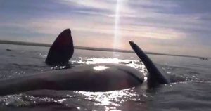 Η εντυπωσιακή στιγμή που μία φάλαινα ανεβάζει στην κοιλιά της ανθρώπους που έκαναν καγιάκ