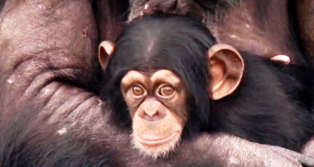 Χιμπαντζήδες-πειραματόζωα βλέπουν για πρώτη φορά το φως του ηλίου. Ένα βίντεο που θα σας συγκινήσει…