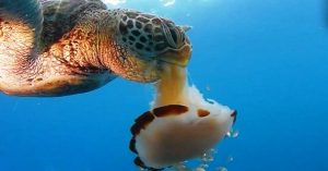 Δείτε πως μια Θαλάσσια Χελώνα καταβροχθίζει μία Μέδουσα σαν να τρώει μακαρόνια! (Βίντεο)