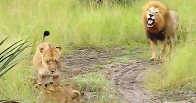 Η υπέροχη στιγμή που ένας πατέρας προσπαθεί να μάθει στα λιονταράκια του να βρυχώνται