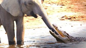 Κροκόδειλος έβαλε στόχο την προβοσκίδα του ελέφαντα για γεύμα του.