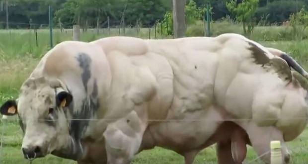 Αυτός ο ταύρος ανατράφηκε για να έχει τεράστιους μυς – Δείτε όμως τι συμβαίνει όταν περπατά! (Βίντεο)