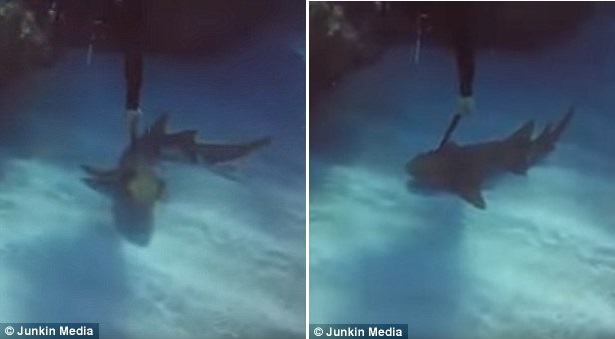 Καρχαρίας με μαχαίρι καρφωμένο στο σώμα του ζητά «βοήθεια» από δύτη