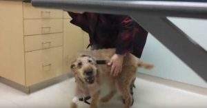 Ένας Τυφλός Σκύλος βρήκε το Φως του ξανά μετά από επέμβαση και η Αντίδρασή του έχει ξετρελάνει όλο τον κόσμο