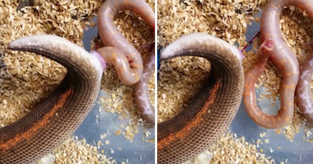 Ένας Βόας γέννησε έξι μικρά φίδια και το βίντεο έχει κάνει πολλούς να απορήσουν γιατί πιστεύουν πως φίδια γεννούν αυγά;