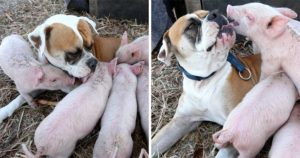 Μια αδέσποτη σκυλίτσα υιοθέτησε 8 μικρά γουρουνάκια και τα φροντίζει σαν παιδιά του
