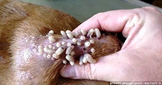 Ένας κτηνίατρος ζουλάει άρρωστο σκύλο στην πλάτη και δεκάδες ζωντανά σκουλήκια να βγαίνουν από το δέρμα του (Βίντεο)