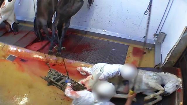 Σοκαριστικές σκηνές κακοποίησης ζώων σε σφαγείο της Γαλλίας (Προσοχή σκληρές εικόνες)