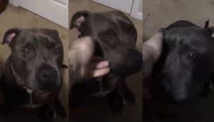 Όταν είπε Αντίο στον σκύλο του, αυτός κατάλαβε ότι φεύγει και σπάραξε στο κλάμα (Βίντεο)