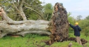 Ξερίζωσαν θυελλώδεις άνεμοι ένα τεράστιο δέντρο 210 ετών και κάτω από το δέντρο όπου βρισκόταν ένας σκελετός 1.000 ετών