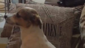 Ένας Σκύλος βλέπει Θρίλερ και τρομάζει ακριβώς όπως ο άνθρωπος! (Βίντεο)