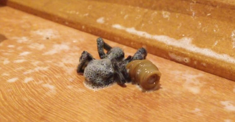Ψέκασε με Εντομοκτόνο μια Αράχνη που Βρήκε στο Σπίτι του και μόλις σταμάτησε να κινείται, βγήκε από μέσα της ένα περίεργο πλάσμα!
