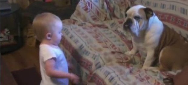 Ένα Μωρό μάλωσε το μπουλντόγκ και το σκυλί χάνει τη θέληση για ζωή (Βίντεο)