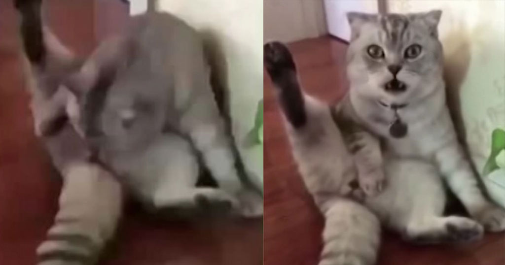 Ένας Γάτος συνειδητοποίησε με ξαφνιασμένο βλέμμα ότι έχει στειρωθεί (Βίντεο)