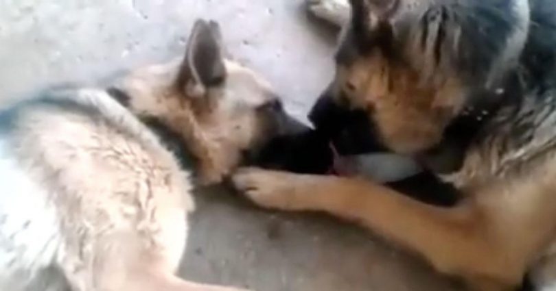 Σκυλίτσα μαμά γεννάει τα κουτάβια της και ο μπαμπάς σκύλος την περιποιείται με αγάπη και στοργικότητα (Βίντεο)