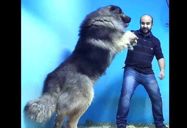 Τα 10 μεγαλύτερα Σκυλιά φύλαξης που υπάρχουν στον κόσμο! (Βίντεο)