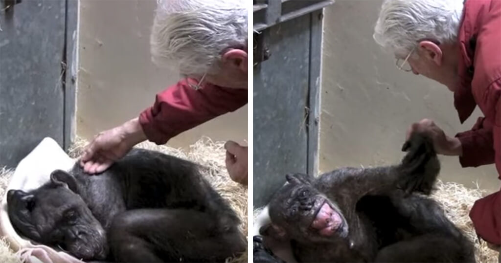 Ένας 59χρονος ετοιμοθάνατος χιμπατζής αρνούνταν να φάει αλλά μετά μόλις αναγνωρίζει τον άντρα που τον φρόντιζε άλλαξε η συμπεριφορά του (Βίντεο)