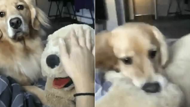 Ζηλιάρης σκύλος εκνευρίζεται και δαγκώνει λούτρινο επειδή το χαϊδεύει ο ιδιοκτήτης του (Βίντεο)