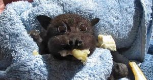 Μωρό νυχτερίδα που τρώει μπανάνα μετά την διάσωσή της είναι ό,τι πιο ωραίο θα δείτε σήμερα