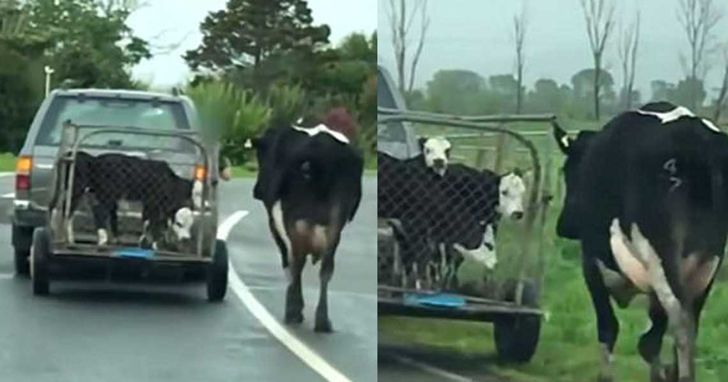 Αγελάδα τρέχει πίσω από τα μοσχαράκια της όταν τα παίρνουν μακριά της σε κλουβί