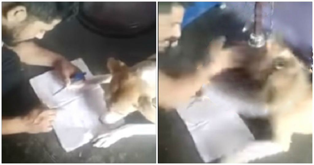 Ένας Ινδός έδειρνε τον σκύλο του επειδή δεν μπορεί να μάθει να γράφει το αλφάβητο
