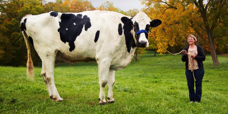 Αυτή είναι η πιο ψηλή αγελάδα στον κόσμο! (Βίντεο)