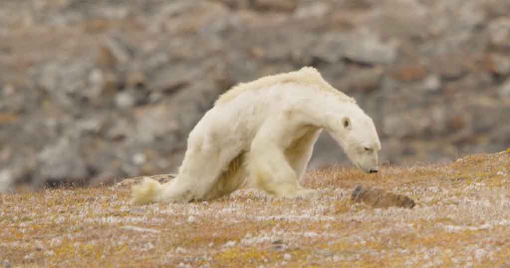«Έτσι μοιάζει μια αρκούδα που πεθαίνει της πείνας» – Βίντεο καταγράφει τον αργό θάνατο του ζώου σε έναν τόπο δίχως πάγο