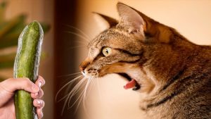 Γάτες που τρομάζουν όταν αντικρίζουν αγγούρια (Βίντεο)
