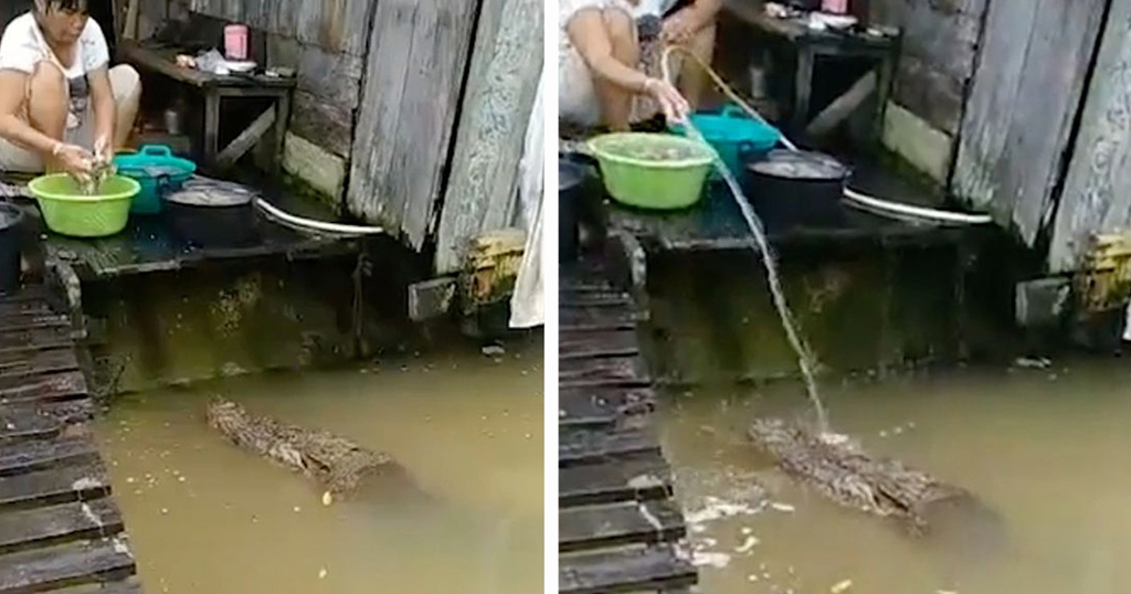 Γυναίκα παίζει και ταΐζει 4,5 μέτρων αλιγάτορα ως κατοικίδιο