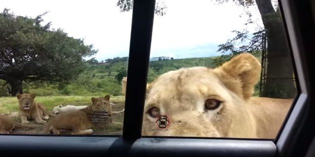 Λιοντάρι ανοίγει την πόρτα αυτοκινήτου σε Σαφάρι (Βίντεο)