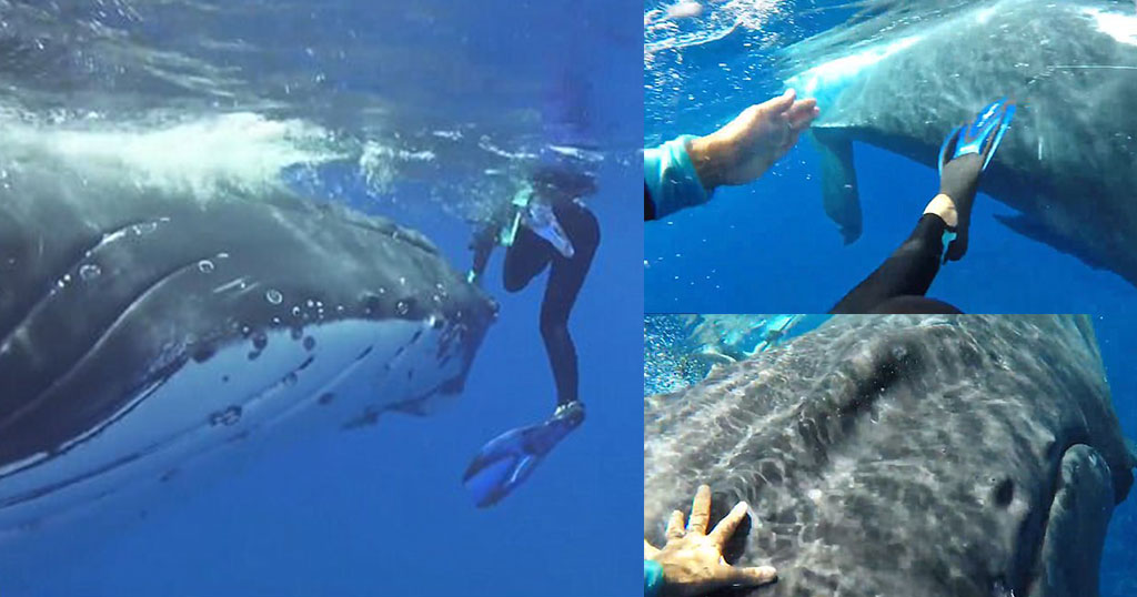Τεράστια φάλαινα προστατεύει δύτη από καρχαρία κάτω από το πτερύγιο της