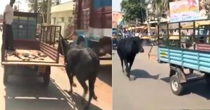 Αγελάδα τρέχει πίσω από το μικρό της που τραυματίστηκε και πηγαίνει στο νοσοκομείο