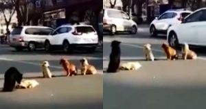 Αδέσποτα σκυλιά φρουρούν νεκρό φίλο τους που χτυπήθηκε από αυτοκίνητο