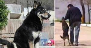 Πιστός σκύλος πέθανε στο τάφο του αφεντικού που κοιμόταν για 11 χρόνια
