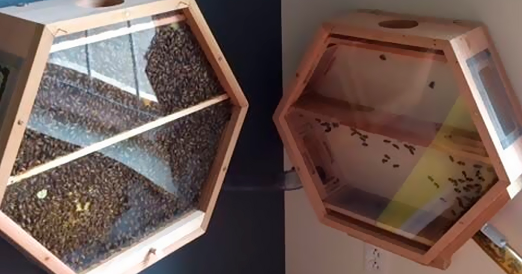 Εταιρία δημιούργησε σπιτικές κυψέλες για να αυξήσει τον πληθυσμό των μελισσών