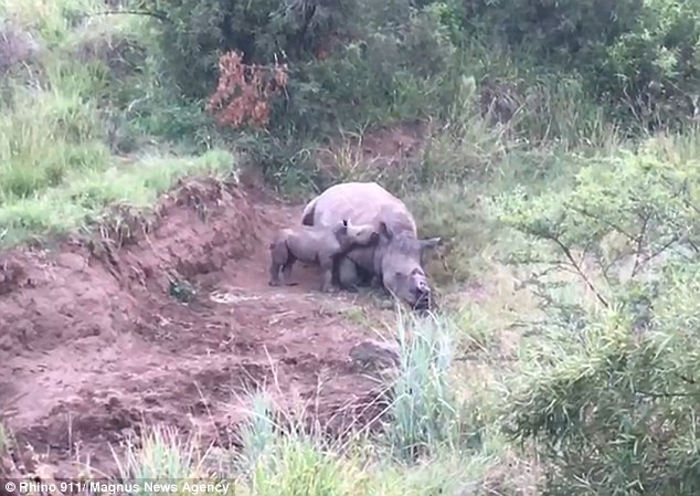 Μωρό ρινόκερος προσπαθεί να θηλάσει από την νεκρή μαμά του που την είχαν σκοτώσει κυνηγοί